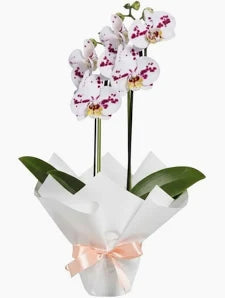 Orquideas