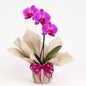 Orquídea Phalaenopsis Rosa